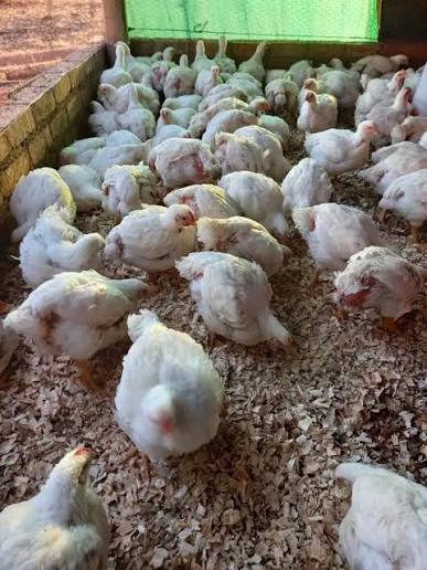 Poultry Coops