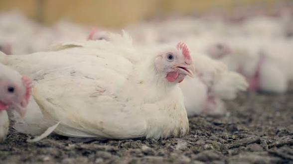 Chickens