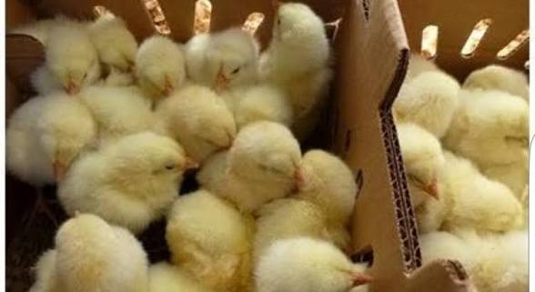 Day Old Chicks