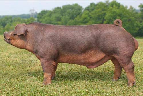 Breeding Boars