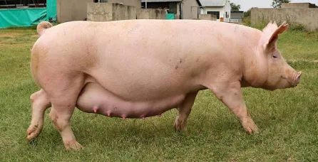 Pigs