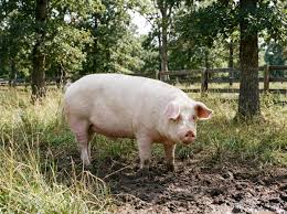 Breeding Gilts
