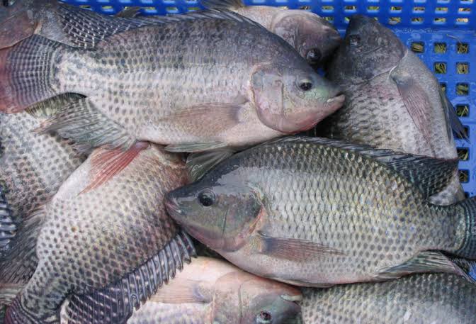Fish