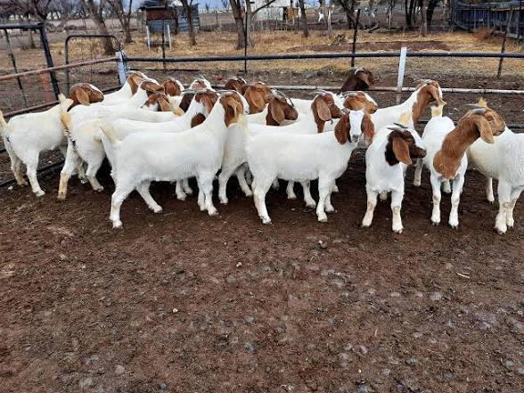 Weaned Goat Kids